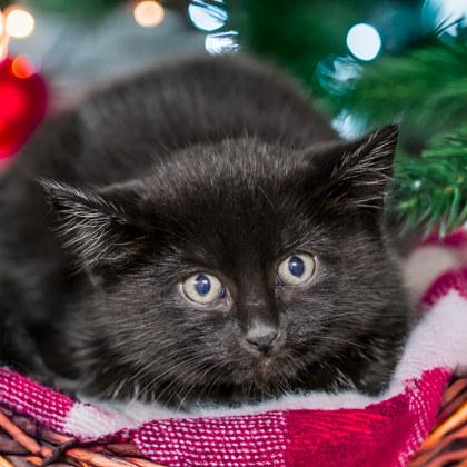 Enlarge Curly, a Adoptable mixed breed in Camano Island, WA image 1/1