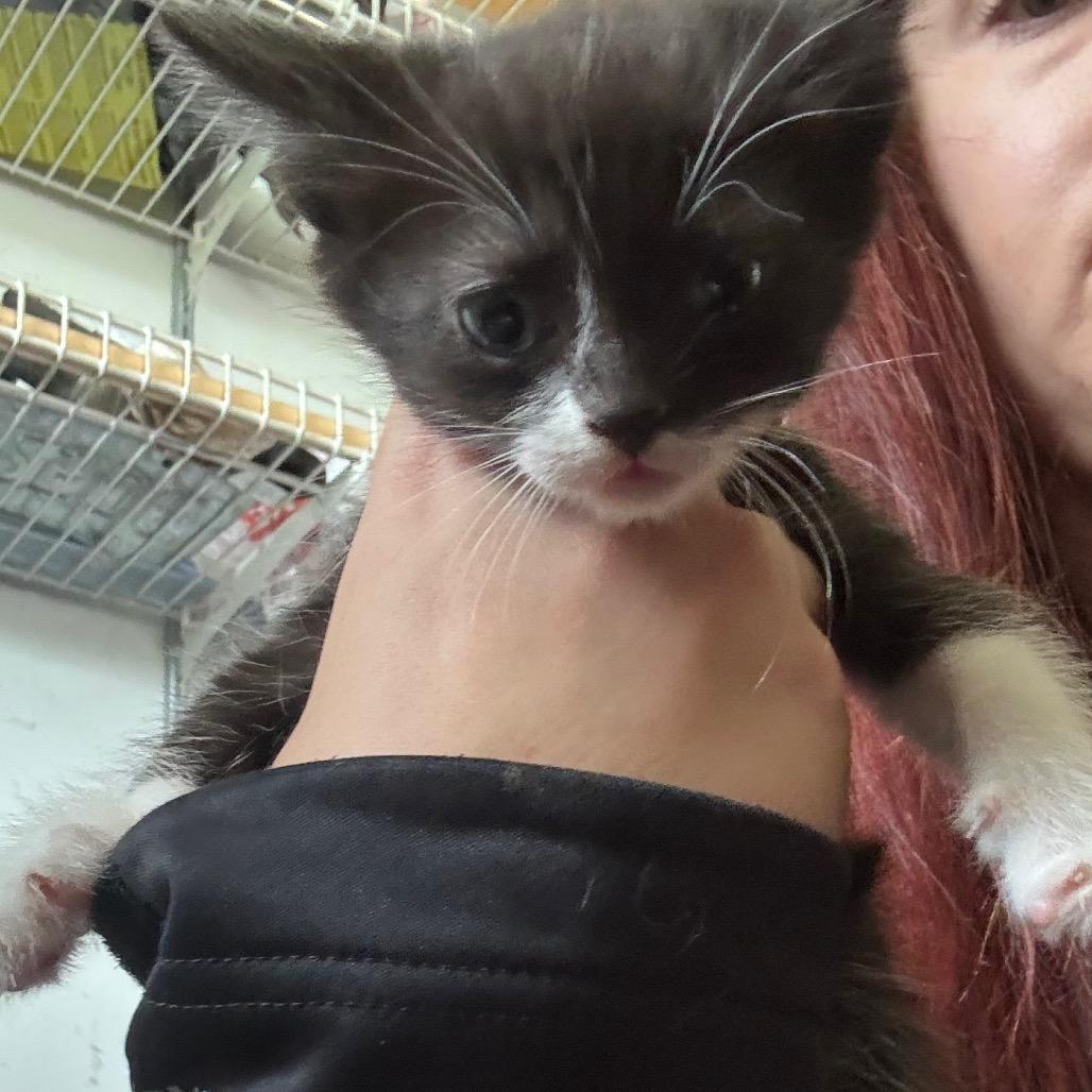 Eilish, Adoptable, Young Female Domestic Short Hair.