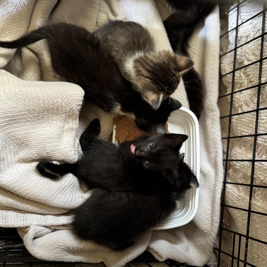 Enlarge Eilish, a Adoptable Domestic Short Hair in Franklin, TN image 2/2