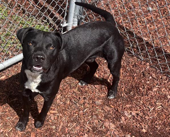 ARMANI, Adoptable, Young Male Labrador Retriever & Mixed Breed.