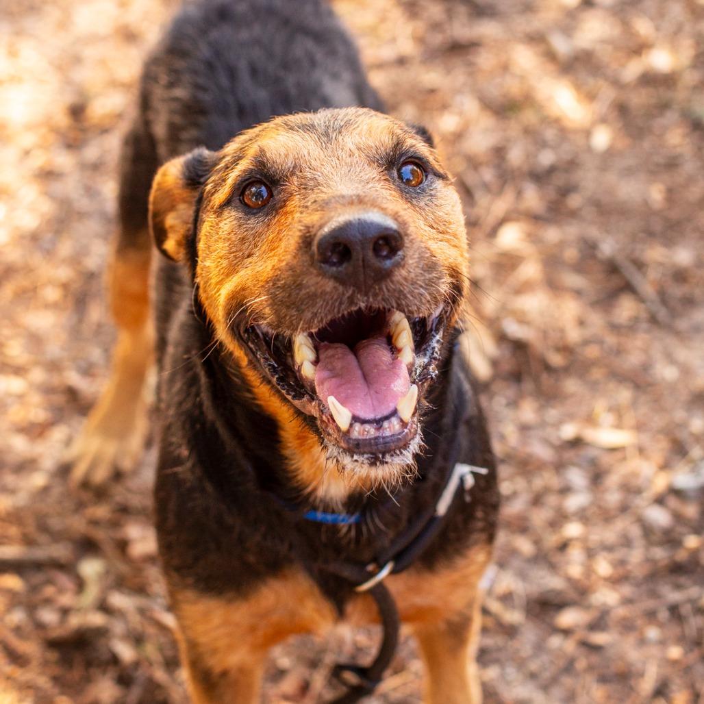 Johnny Rico, Adoptable, Senior Male Schnauzer & German Shepherd Dog.