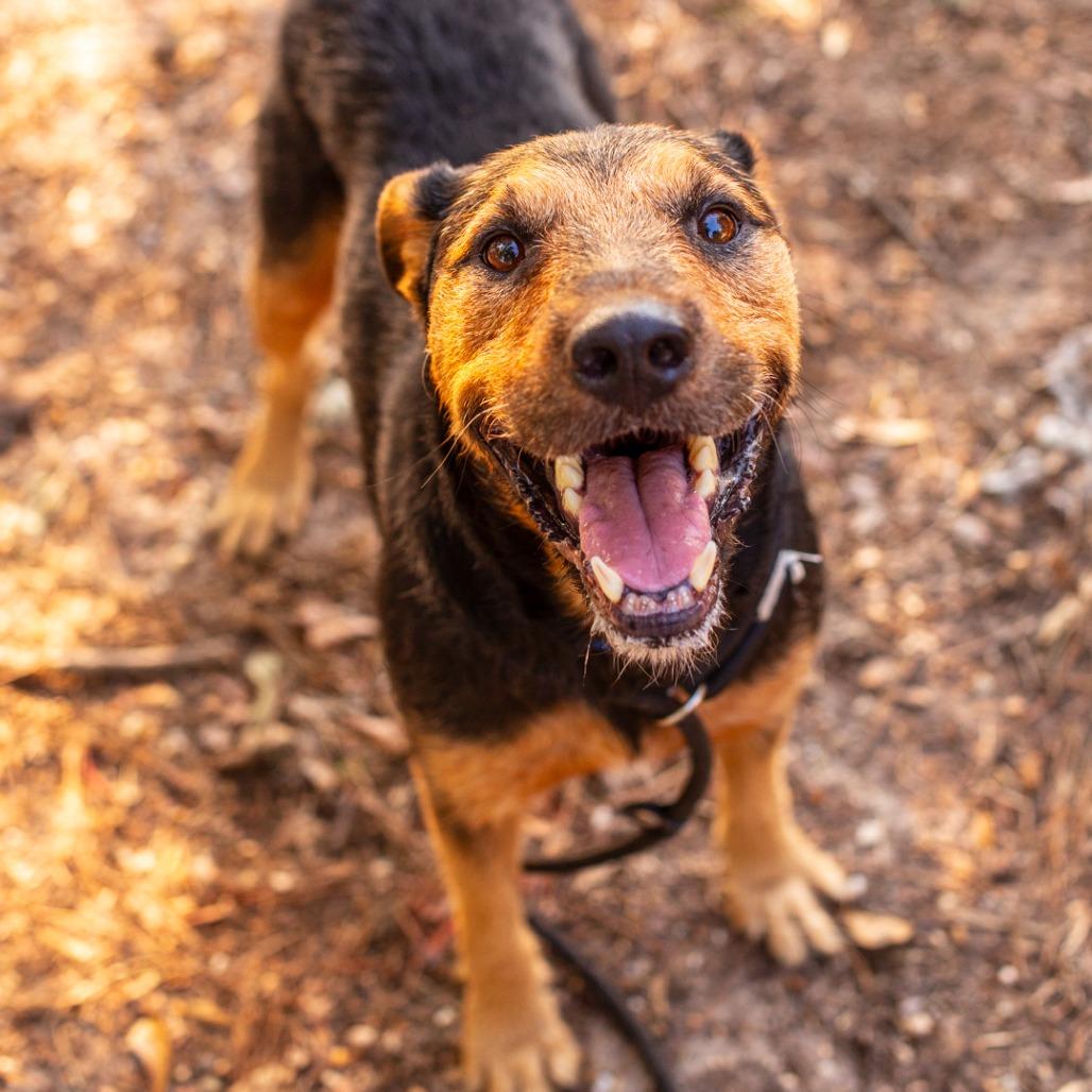 Enlarge Johnny Rico, a Adoptable mixed breed in Hattiesburg, MS image 2/4