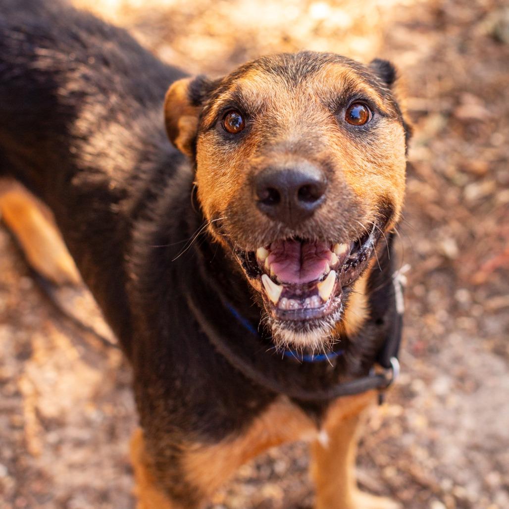 Enlarge Johnny Rico, a Adoptable mixed breed in Hattiesburg, MS image 3/4