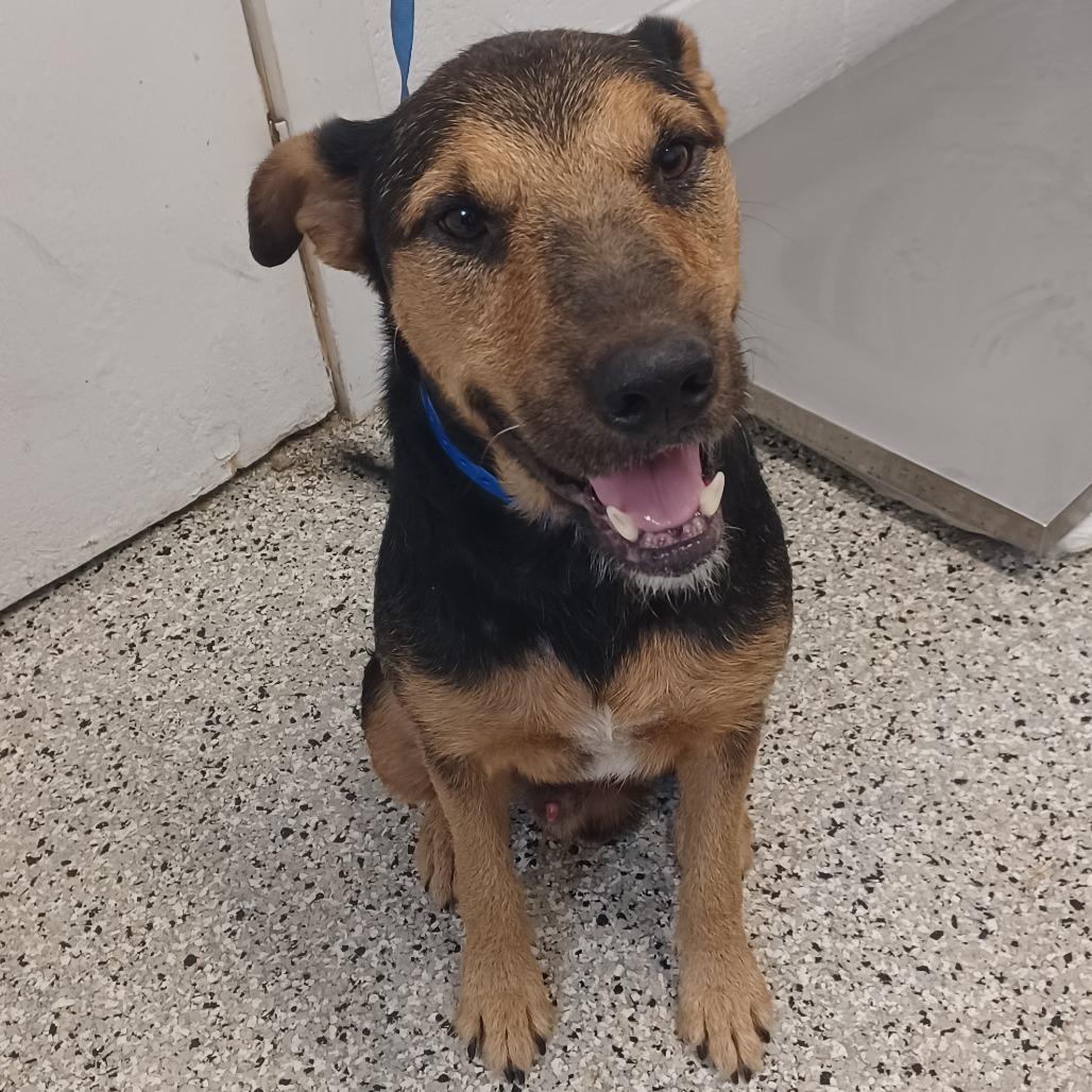 Enlarge Johnny Rico, a Adoptable mixed breed in Hattiesburg, MS image 4/4