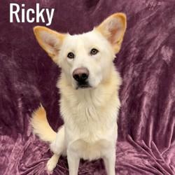 Enlarge Ricky, a ADOPTABLE mixed breed in Pleasantville, NJ image 1/1