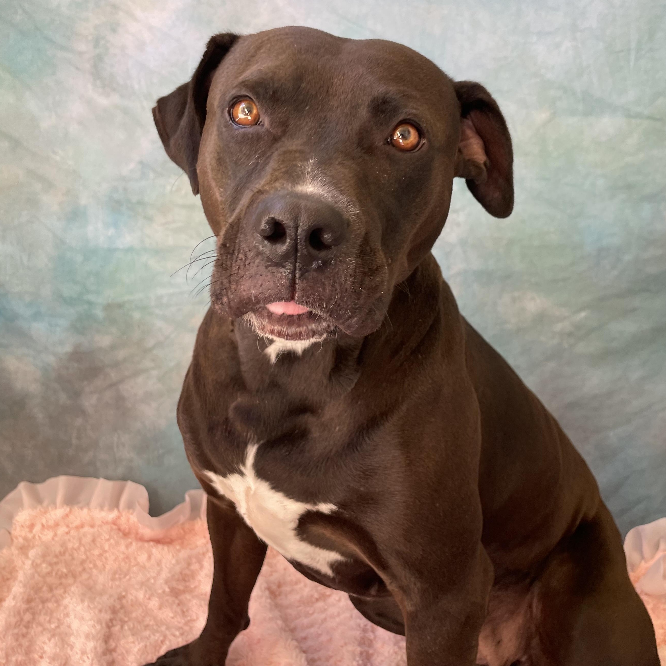 Enlarge RAVEN, a Adoptable Pit Bull Terrier in Salinas, CA image 4/6