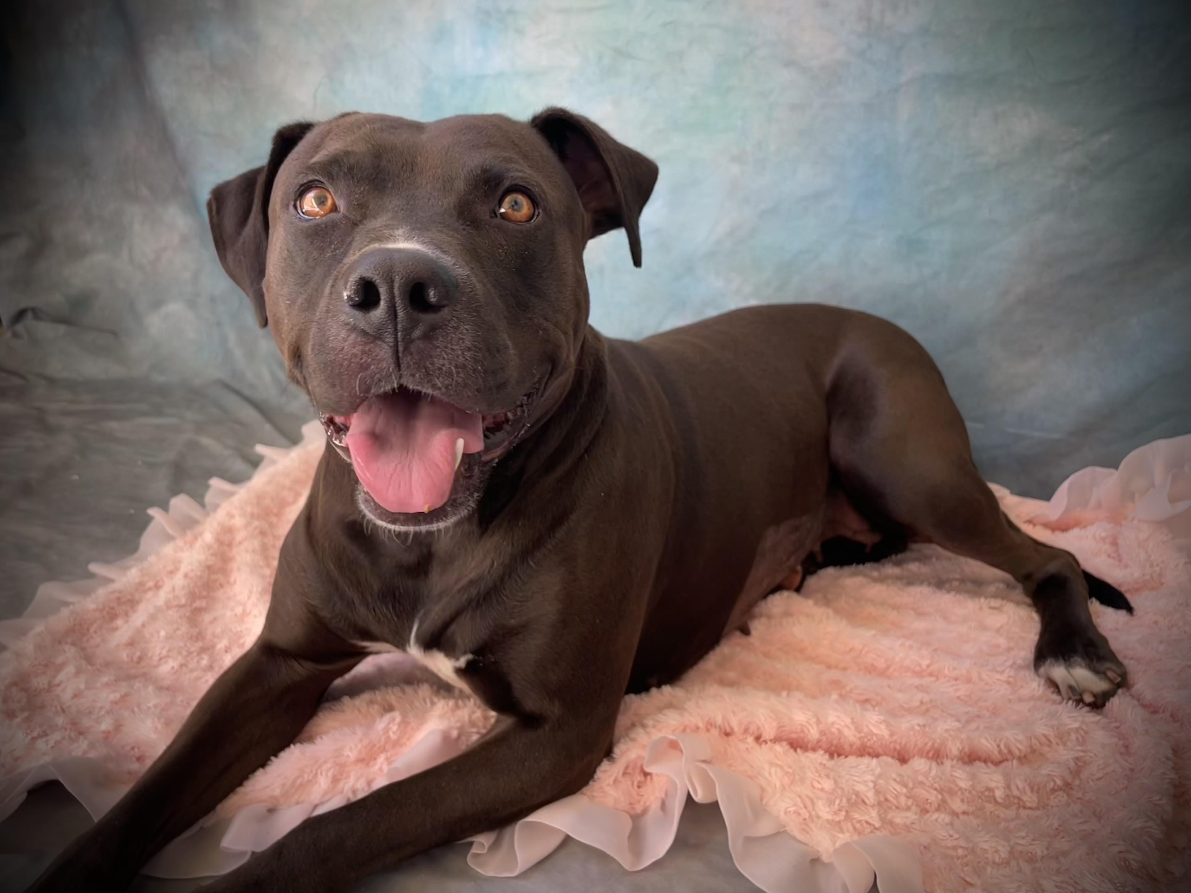 RAVEN, Adoptable, Adult Female Pit Bull Terrier.