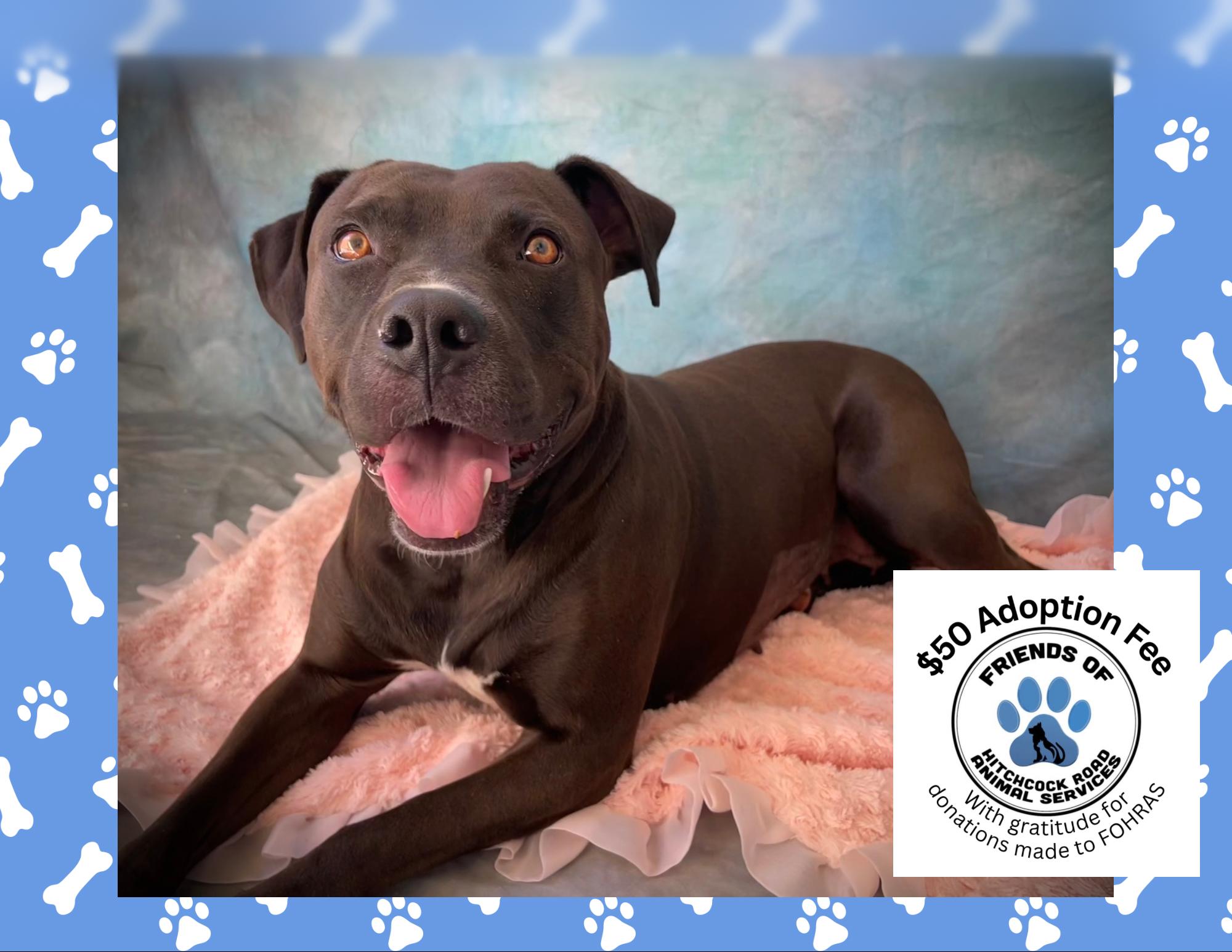 RAVEN, Adoptable, Adult Female Pit Bull Terrier.