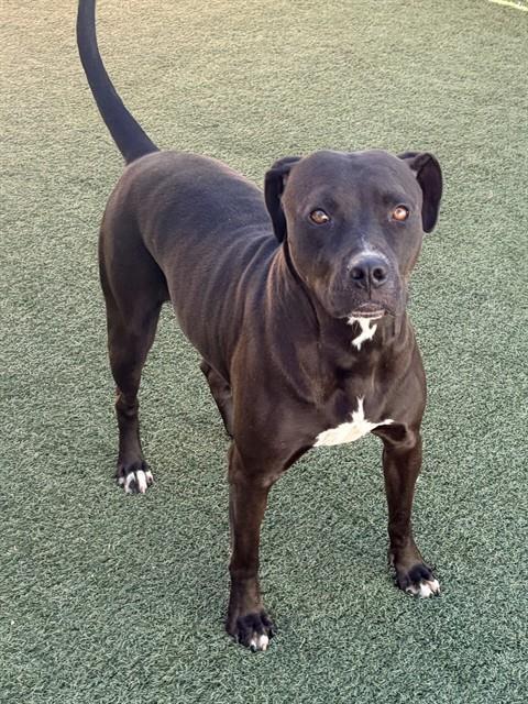 Enlarge RAVEN, a Adoptable Pit Bull Terrier in Salinas, CA image 1/1