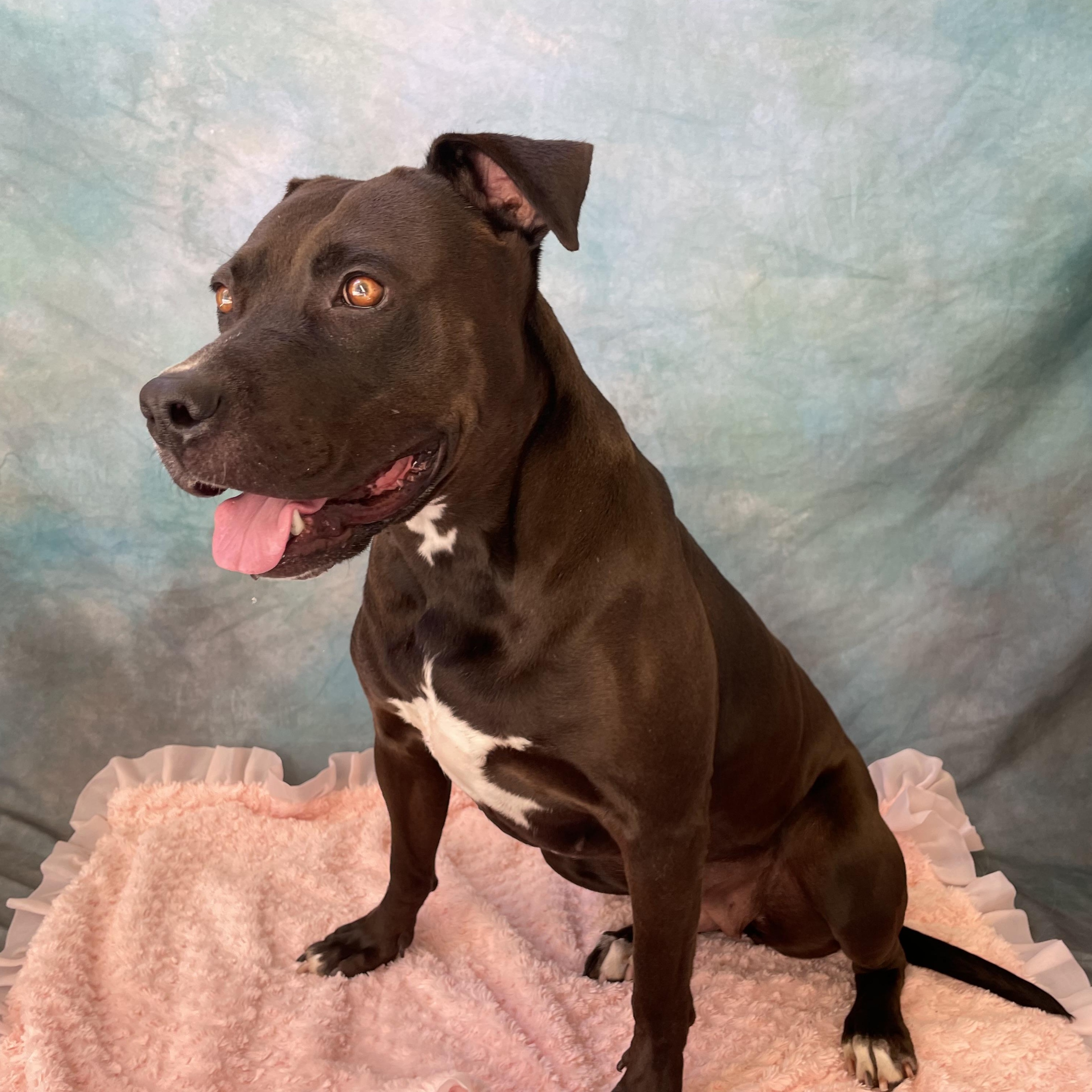 Enlarge RAVEN, a Adoptable Pit Bull Terrier in Salinas, CA image 3/6