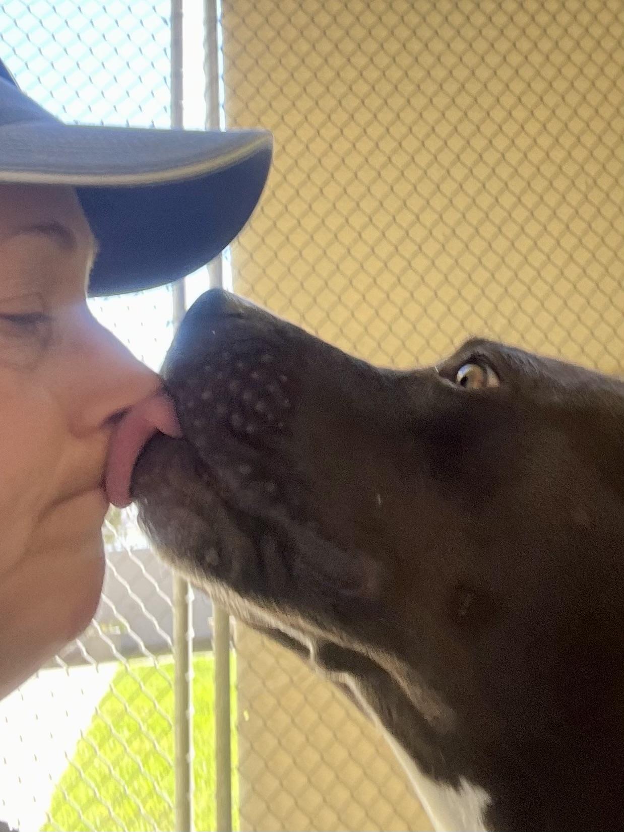 Enlarge RAVEN, a Adoptable Pit Bull Terrier in Salinas, CA image 5/6