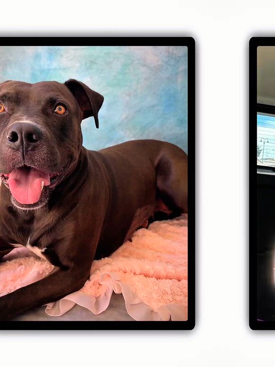 Enlarge RAVEN, a Adoptable Pit Bull Terrier in Salinas, CA video 6/6