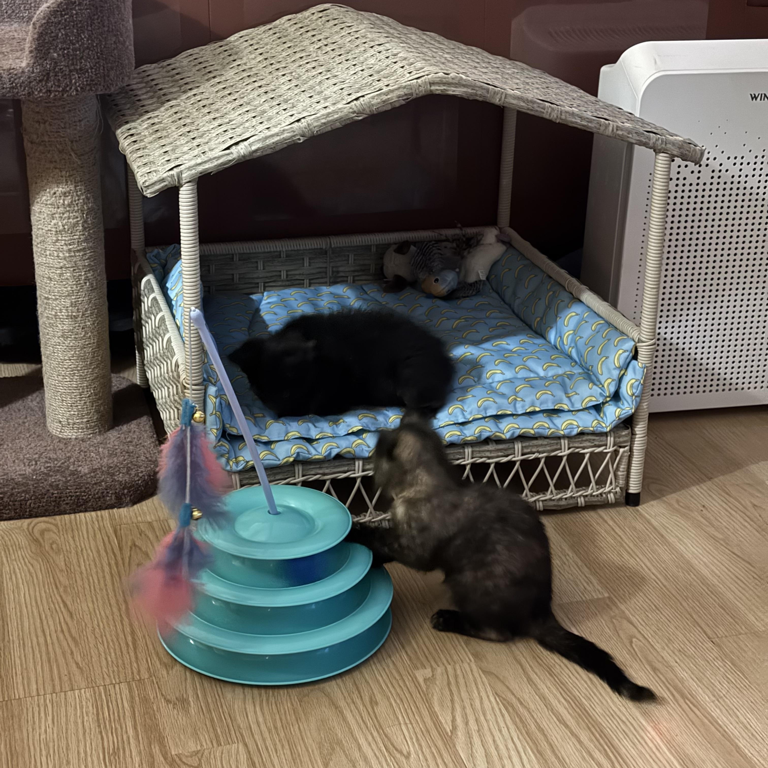 Enlarge Angelica, a Adoptable Domestic Short Hair in Lodi, CA image 2/5