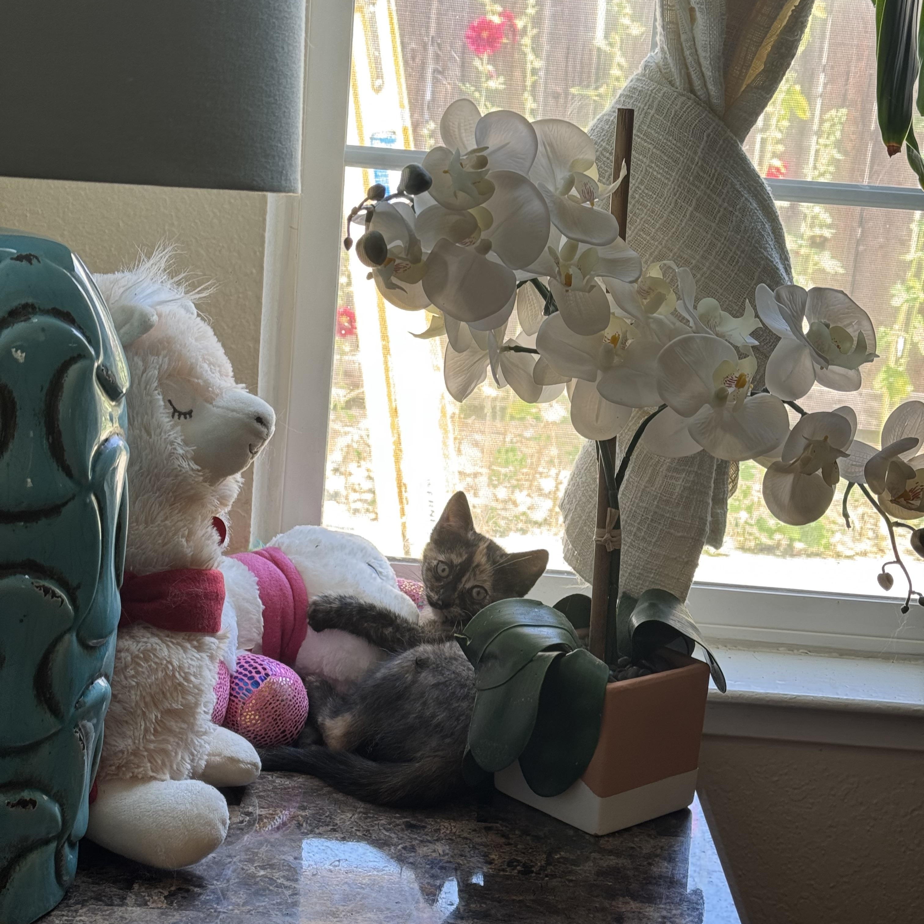 Enlarge Angelica, a Adoptable Domestic Short Hair in Lodi, CA image 3/5