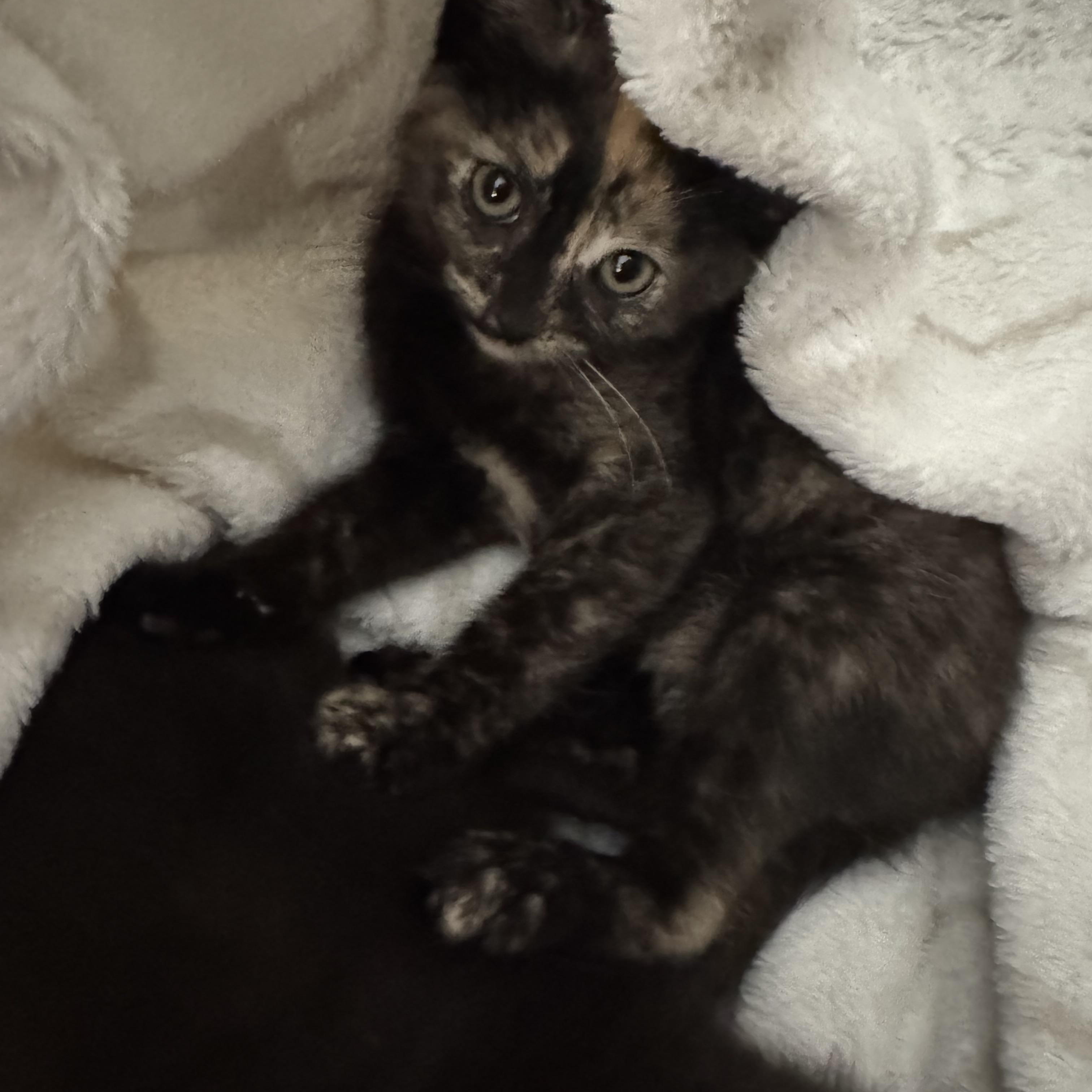 Enlarge Angelica, a Adoptable Domestic Short Hair in Lodi, CA image 4/5