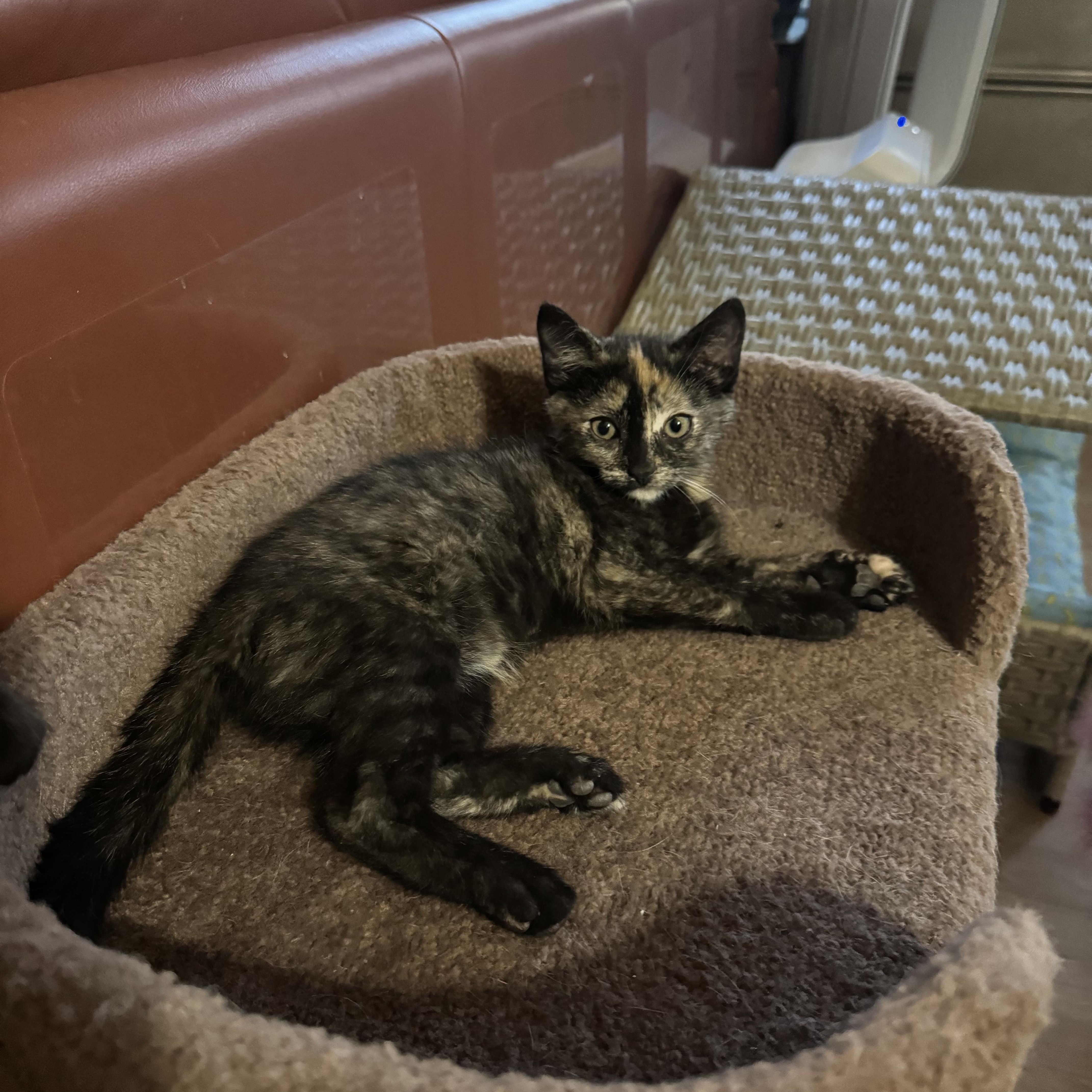 Enlarge Angelica, a Adoptable Domestic Short Hair in Lodi, CA image 1/5