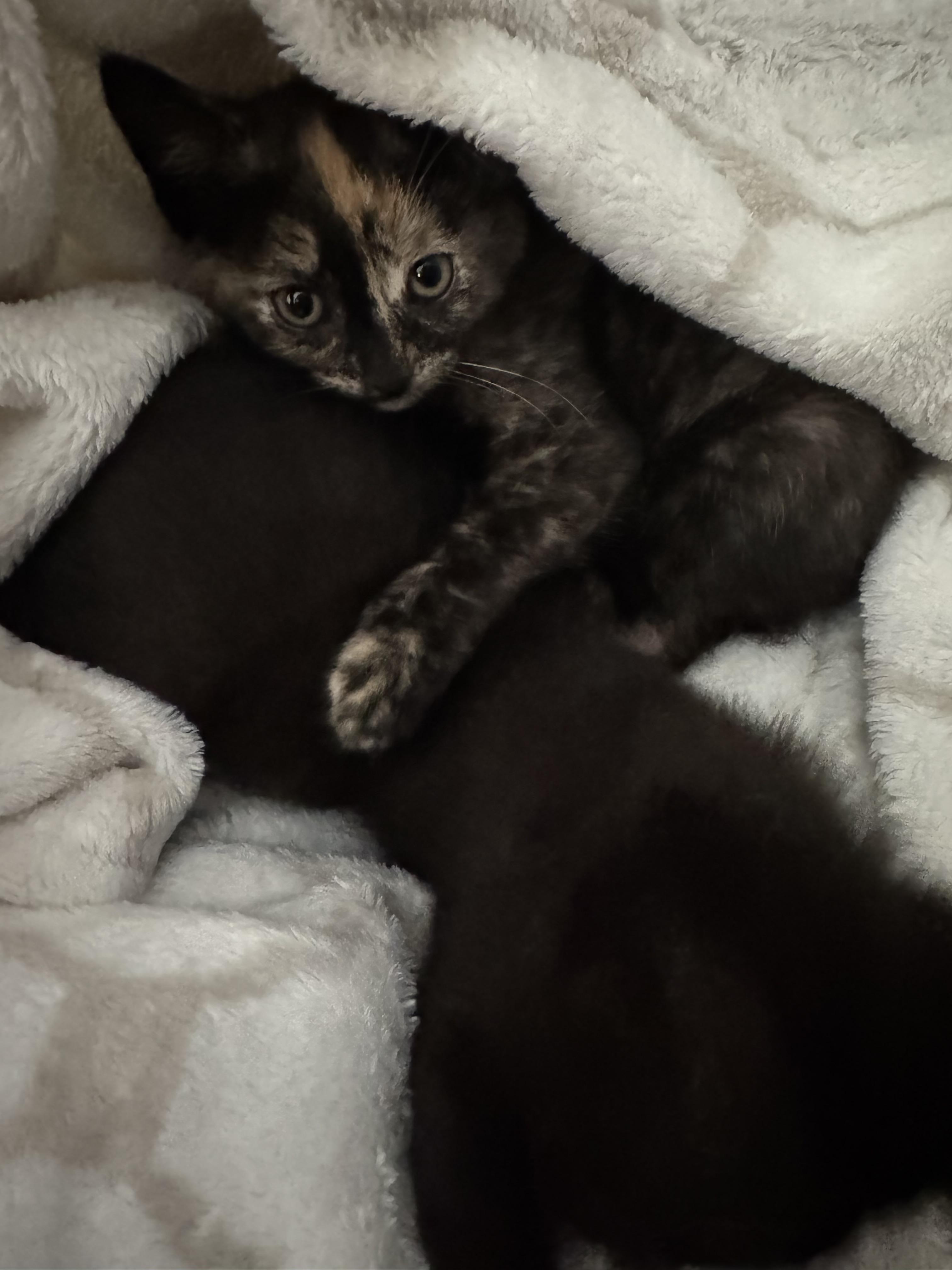 Enlarge Angelica, a Adoptable Domestic Short Hair in Lodi, CA image 5/5