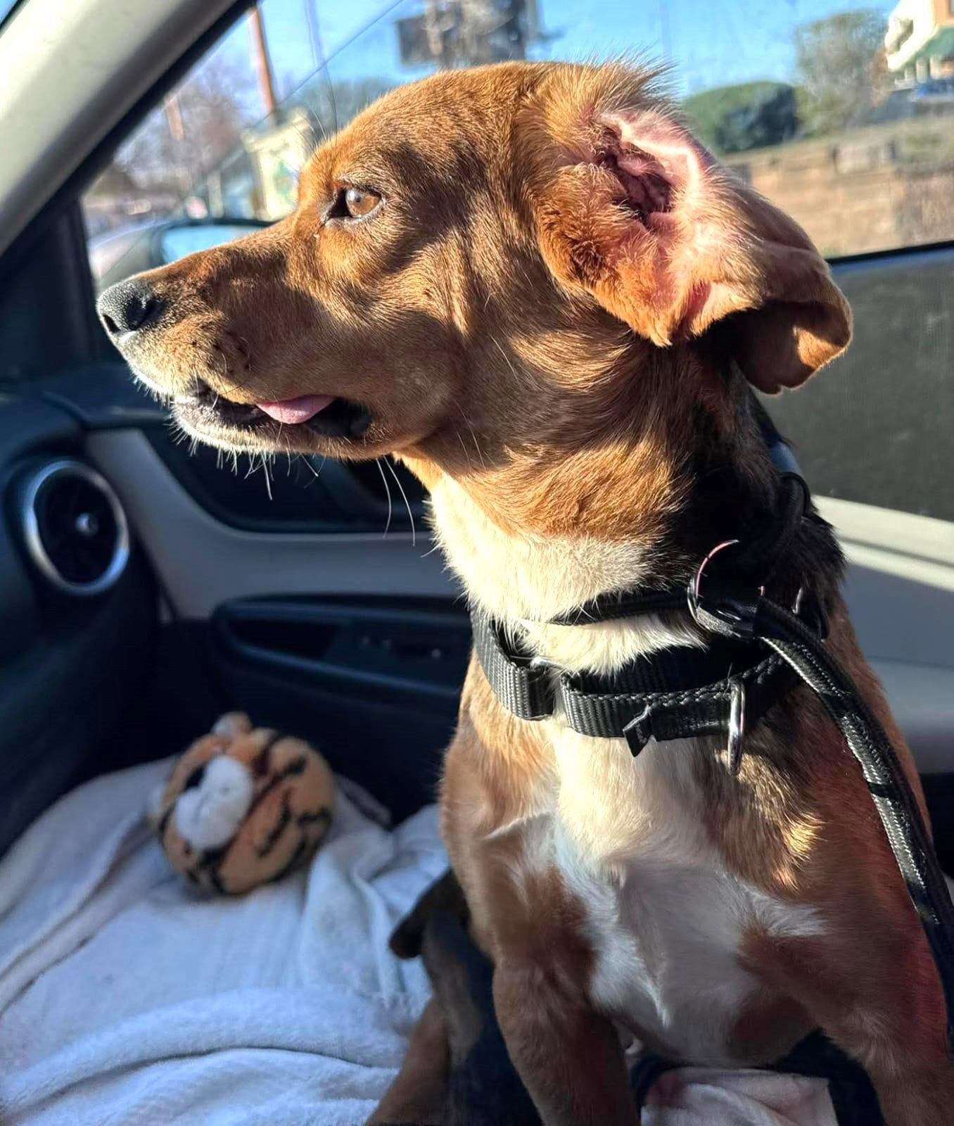 Waffles, Adoptable, Young Male Beagle.