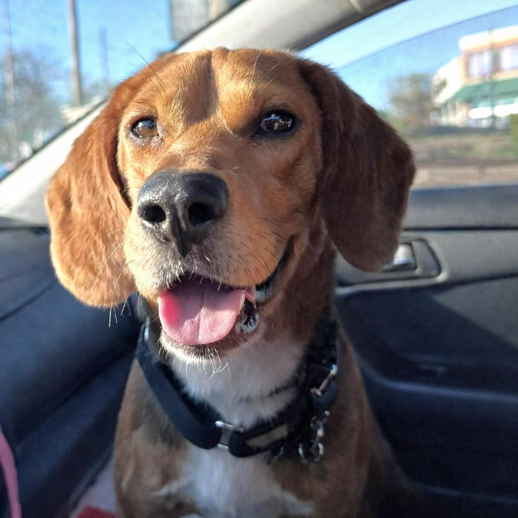Waffles, a Adoptable Beagle in Dunnellon, FL image 2/3