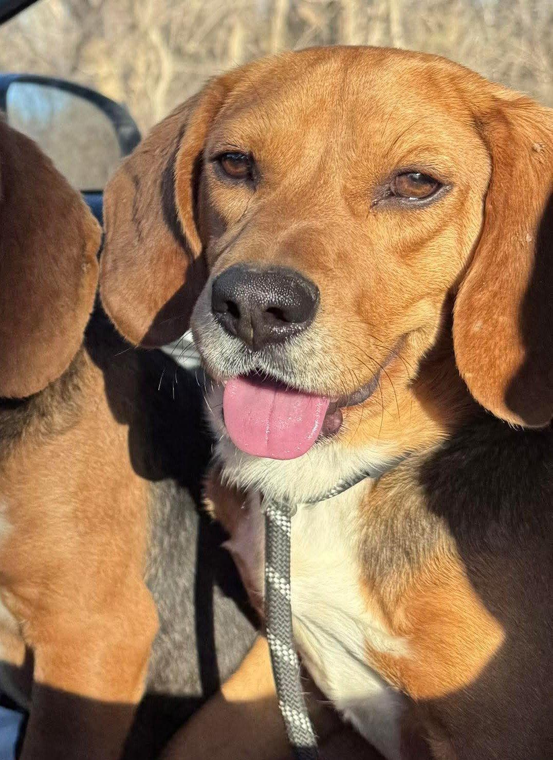 Waffles, a Adoptable Beagle in Dunnellon, FL image 3/3