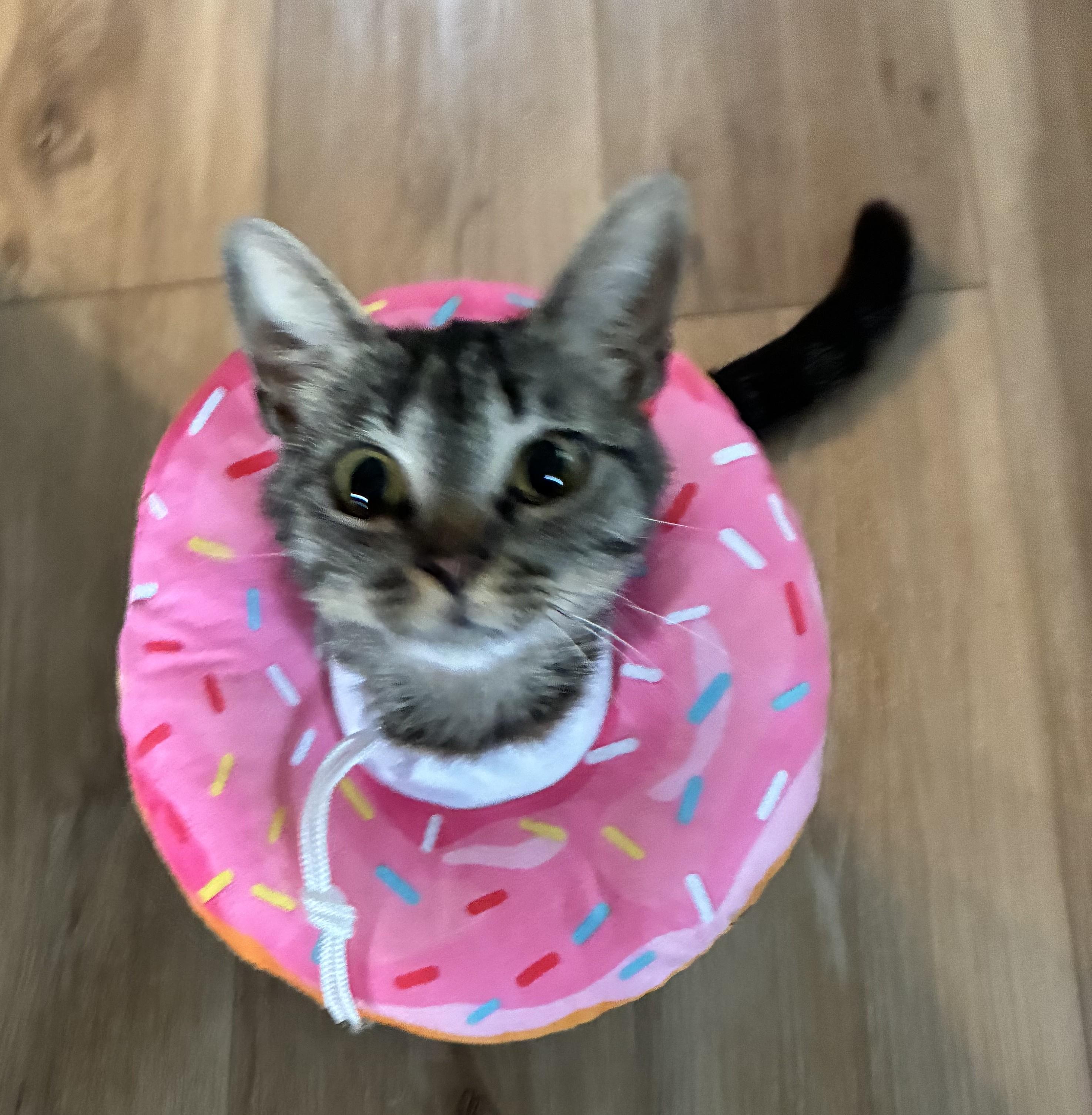 Nugget — Your New Best Friend Courtesy - Listing, a ADOPTABLE Tabby in Prescott, AZ image 1/4
