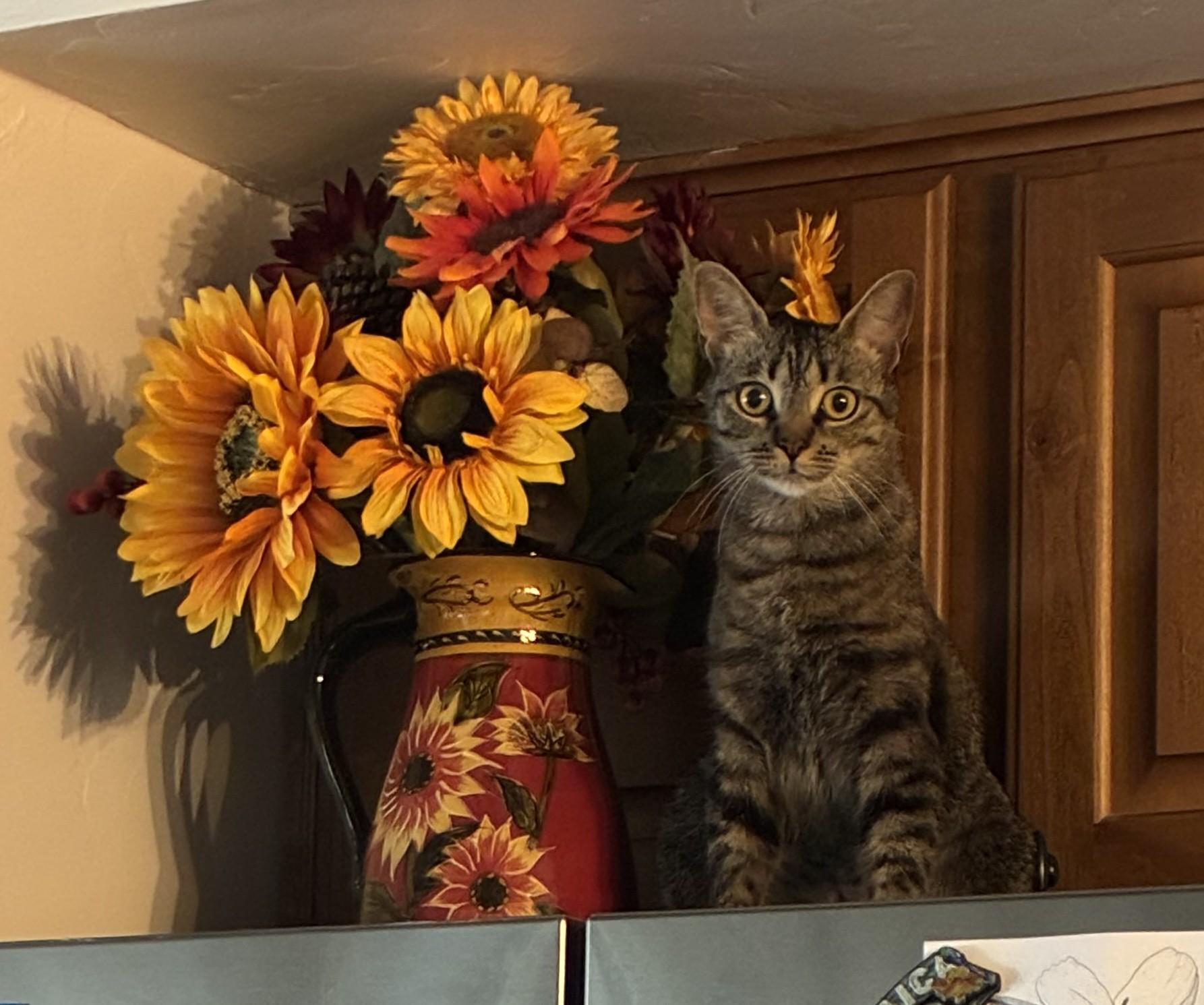 Nugget — Your New Best Friend Courtesy - Listing, a ADOPTABLE Tabby in Prescott, AZ image 2/4