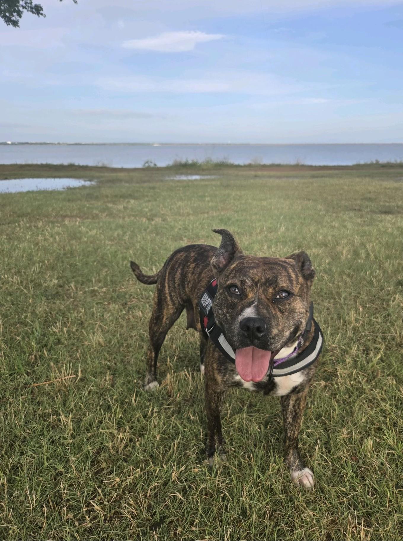 Shayna, ADOPTABLE, Adult Female American Staffordshire Terrier.