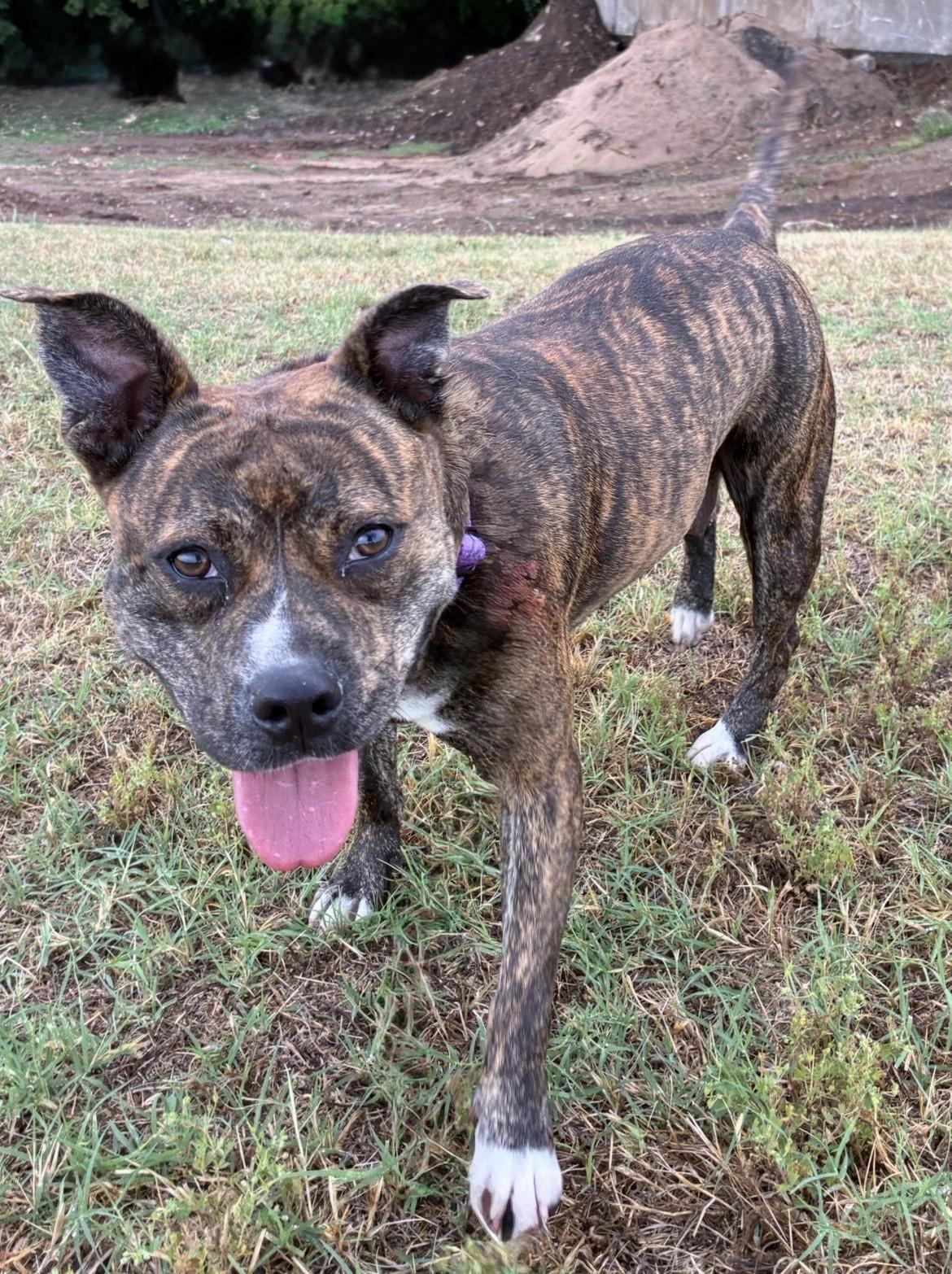 Shayna, a ADOPTABLE mixed breed in Oklahoma City, OK image 2/2