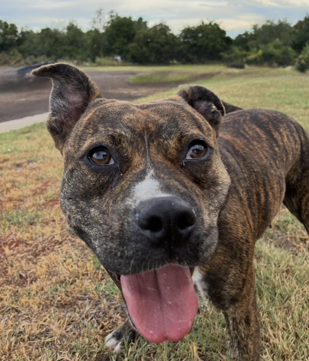 Shayna, ADOPTABLE, Adult Female American Staffordshire Terrier.