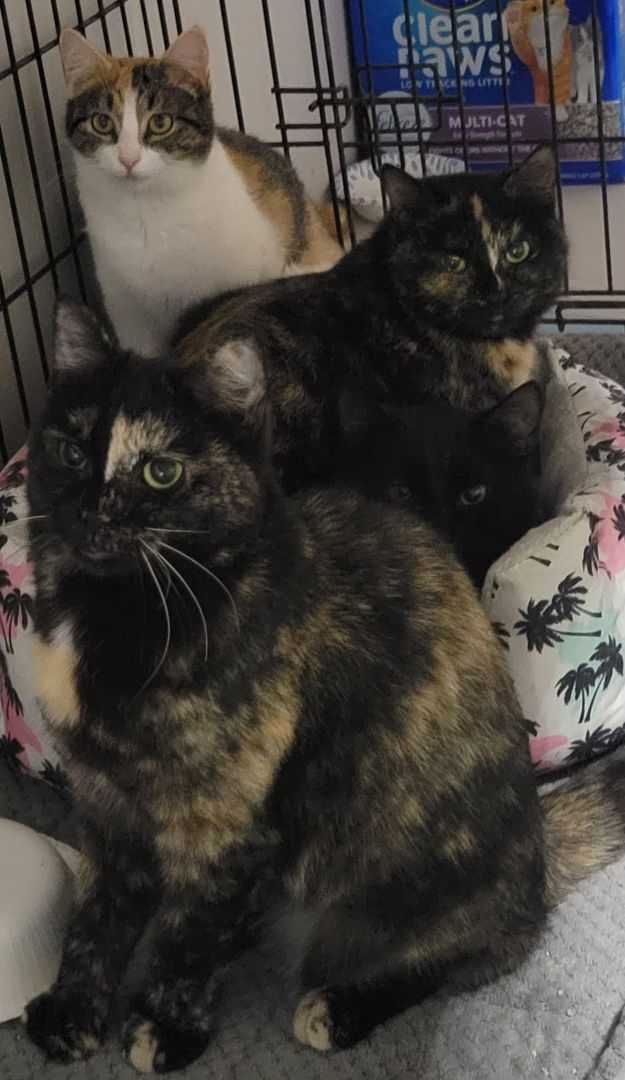 Enlarge Honey, a Adopted Tortoiseshell in Pittsburgh, PA image 1/3