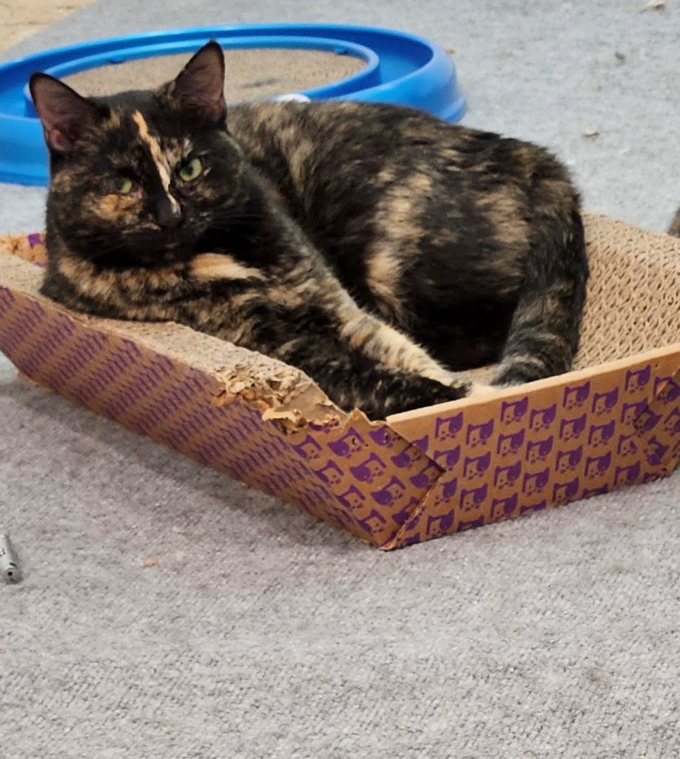 Enlarge Honey, a Adopted Tortoiseshell in Pittsburgh, PA image 2/3