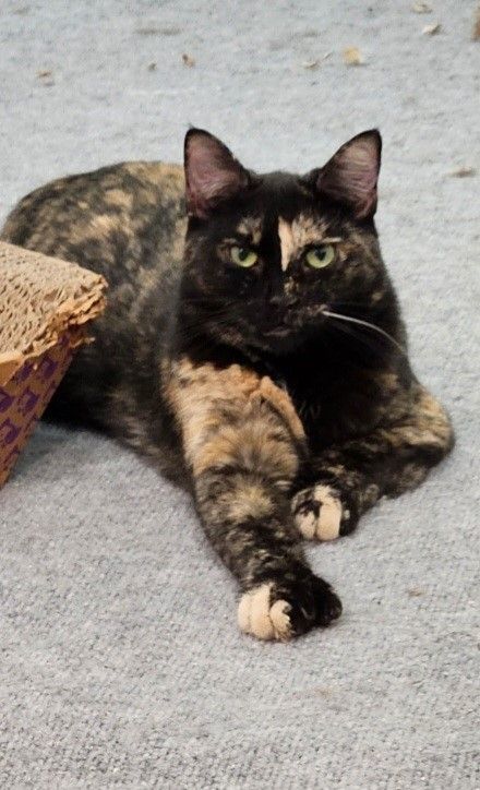 Enlarge Honey, a Adopted Tortoiseshell in Pittsburgh, PA image 3/3