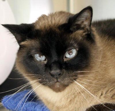 Paul Newman, an adoptable Burmese in Mississauga, ON, L5G 4S6 | Photo Image 2