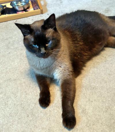Paul Newman, an adoptable Burmese in Mississauga, ON, L5G 4S6 | Photo Image 3