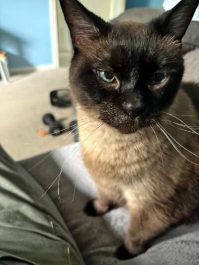 Paul Newman, an adoptable Burmese in Mississauga, ON, L5G 4S6 | Photo Image 6