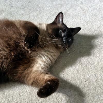 Paul Newman, an adoptable Burmese in Mississauga, ON, L5G 4S6 | Photo Image 1
