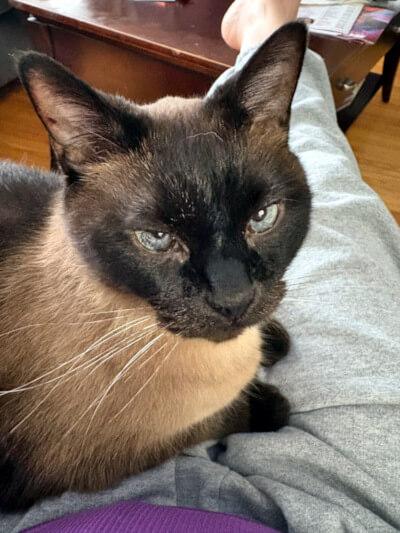 Paul Newman, an adoptable Burmese in Mississauga, ON, L5G 4S6 | Photo Image 4