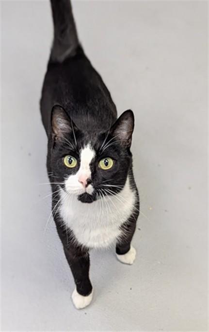 Enlarge A520923, a Adoptable Domestic Short Hair in Wilmington, NC image 1/1