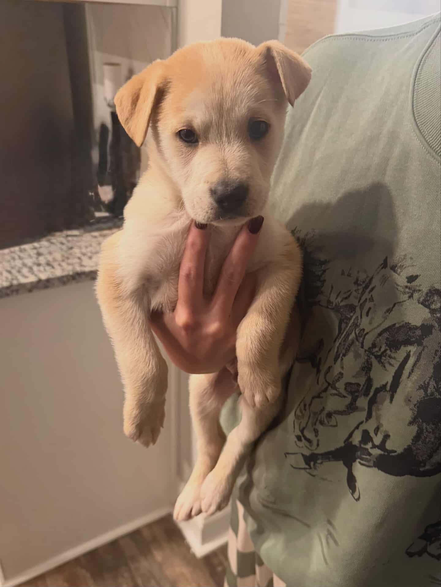 Enlarge Jack Frost, an adopted mixed breed in Roswell, GA image 1/1