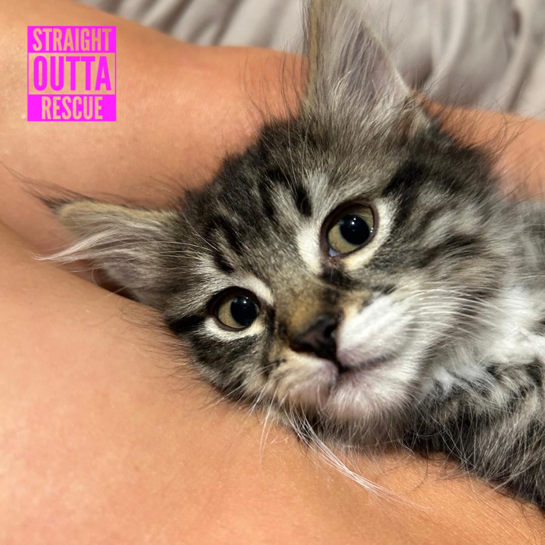 Enlarge Eloise, a Adoptable Domestic Long Hair in Vancouver, BC image 3/5