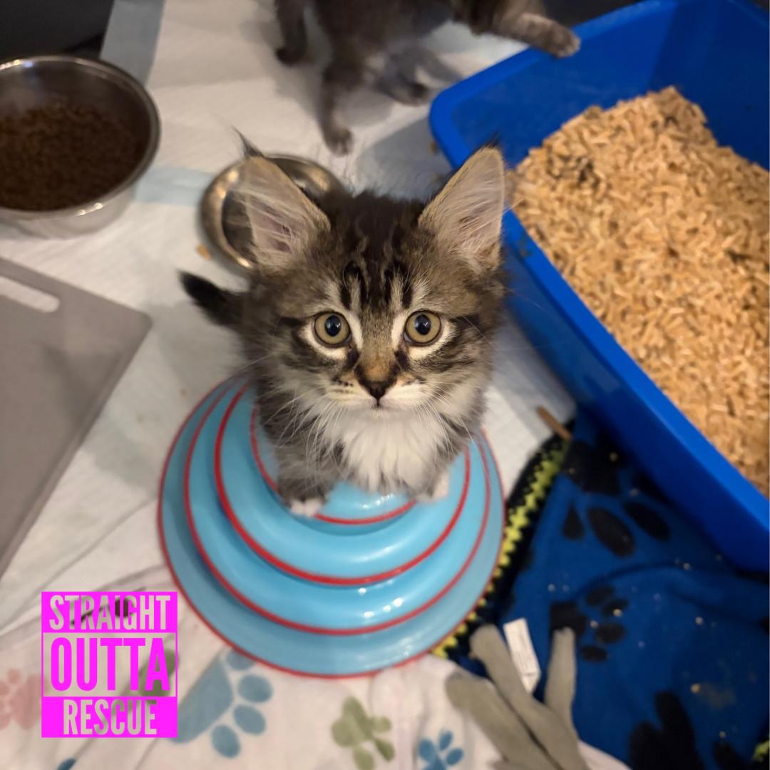 Enlarge Eloise, a Adoptable Domestic Long Hair in Vancouver, BC image 2/5
