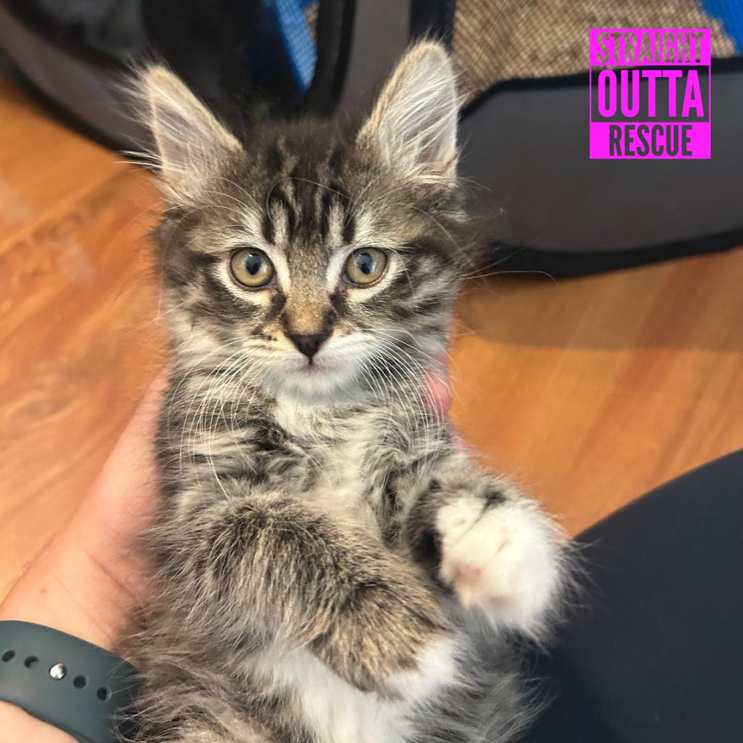 Enlarge Eloise, a Adoptable Domestic Long Hair in Vancouver, BC image 1/5
