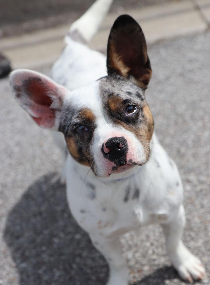 Enlarge Sally (AO36242), an adopted mixed breed in Kansas City, KS image 2/3