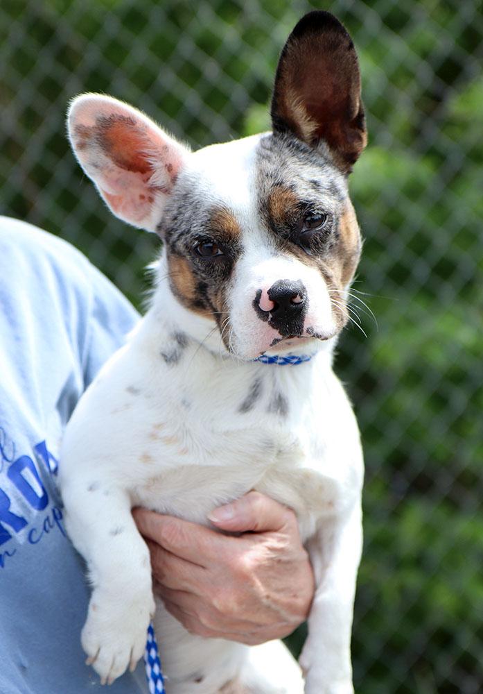 Enlarge Sally (AO36242), an adopted mixed breed in Kansas City, KS image 3/3