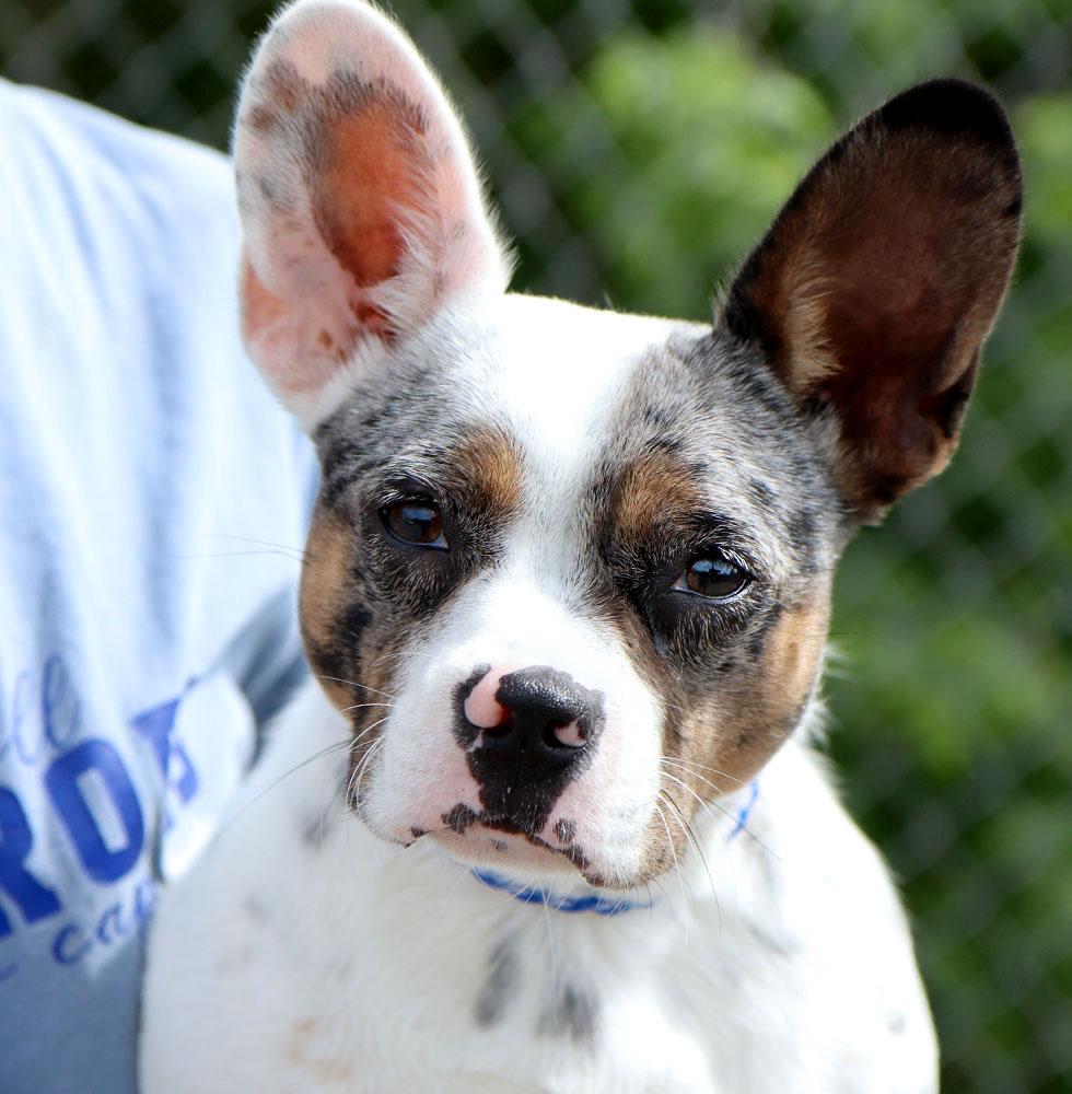 Enlarge Sally (AO36242), an adopted mixed breed in Kansas City, KS image 1/3