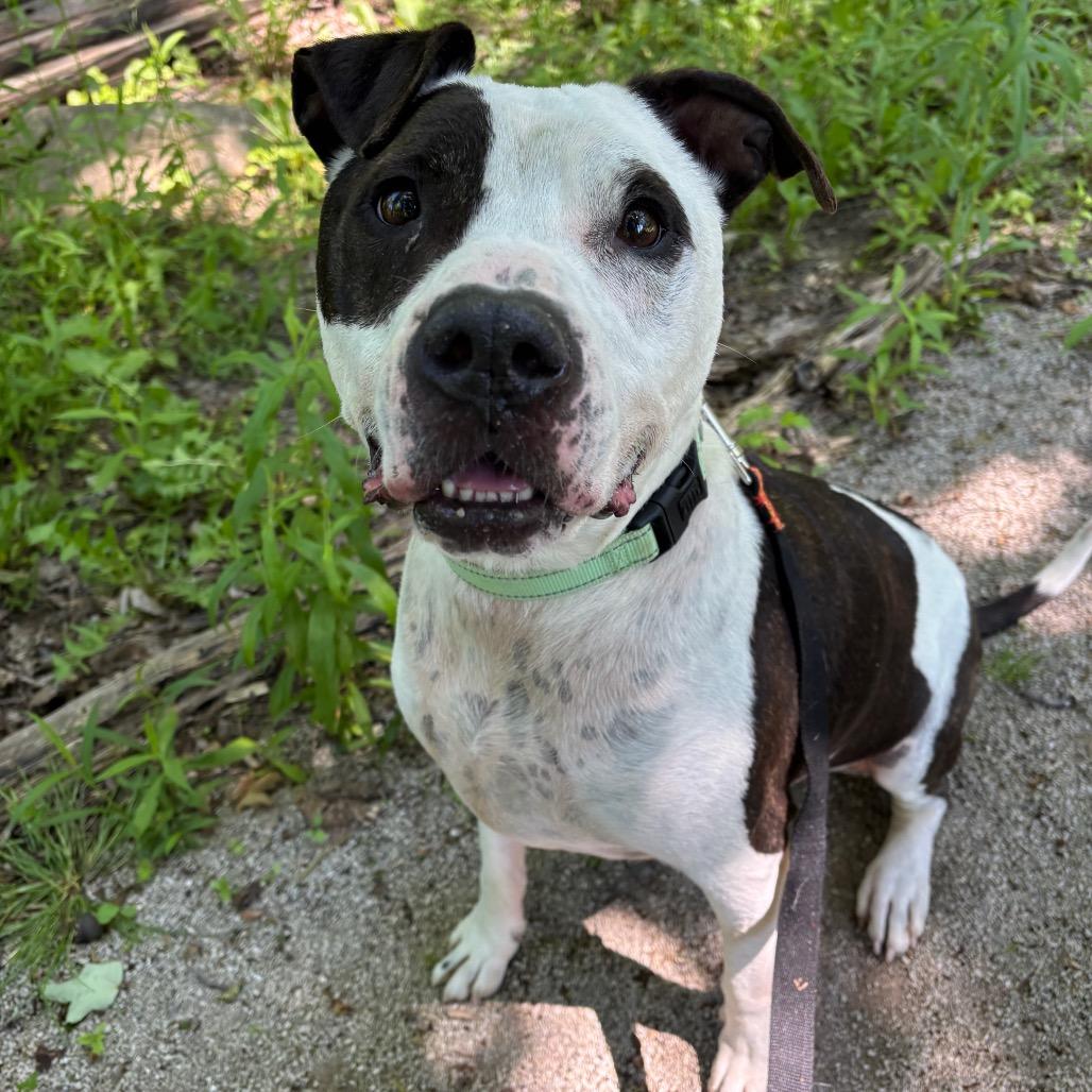 Petey, a Adoptable Pit Bull Terrier in Novelty, OH image 1/6