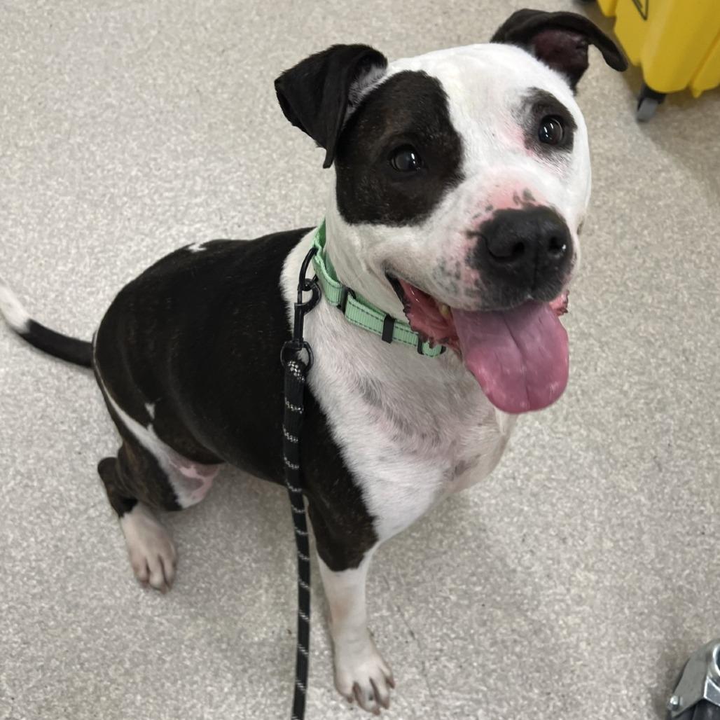 Petey, Adoptable, Senior Male Pit Bull Terrier.