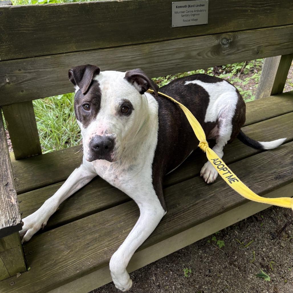 Petey, a Adoptable Pit Bull Terrier in Novelty, OH image 2/6