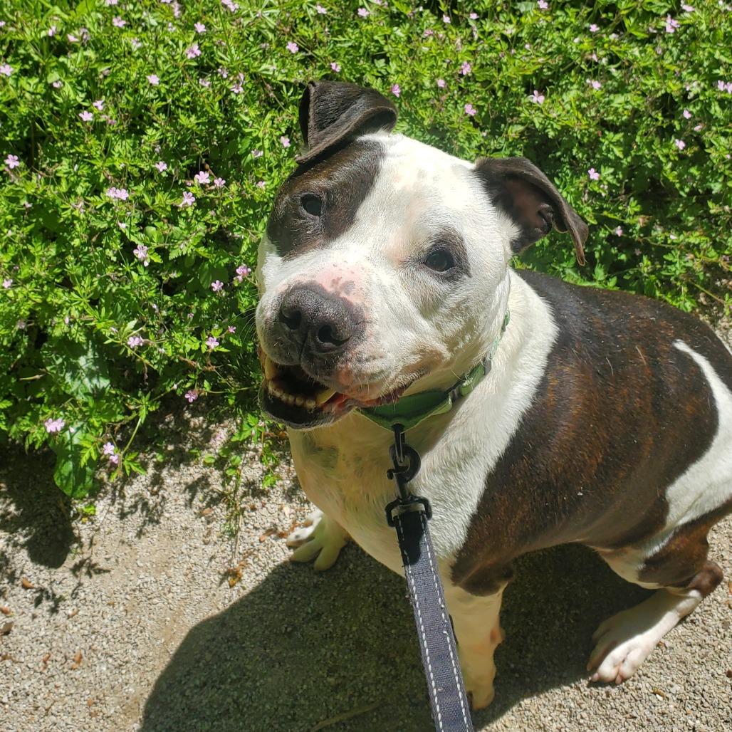 Petey, a Adoptable Pit Bull Terrier in Novelty, OH image 3/6