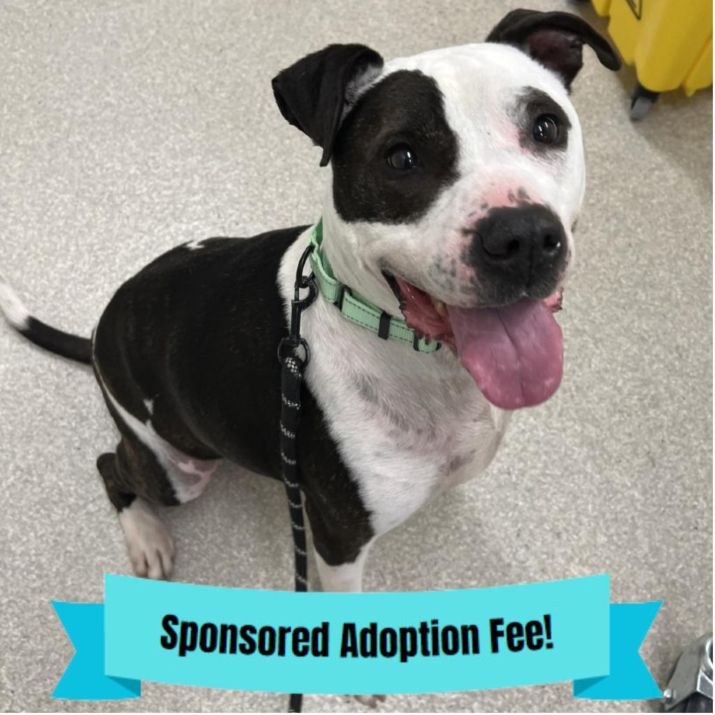 Enlarge Petey, a Adoptable Pit Bull Terrier in Novelty, OH image 2/2